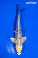 5.5" KIN KIKOKURYU