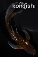 6.25" GINRIN OCHIBA SHIGURE BUTTERFLY