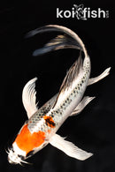 7.5" YAMATO NISHIKI BUTTERFLY