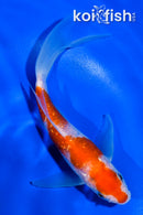 5" GINRIN KOHAKU BUTTERFLY