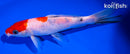6.5" SANKE