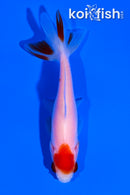 3.75" TANCHO WAKIN GOLDFISH