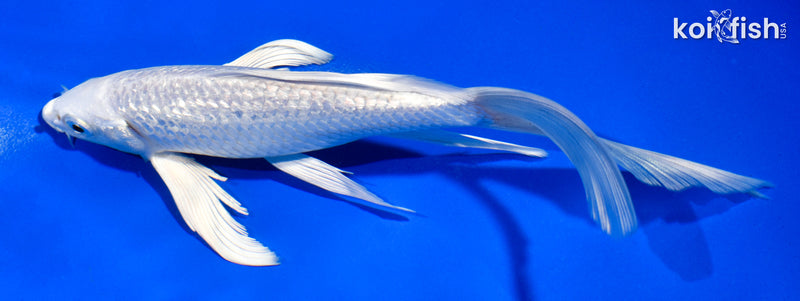 6.5" GINRIN PLATINUM OGON BUTTERFLY