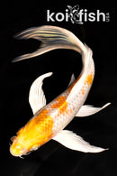 7.25" HARIWAKE BUTTERFLY