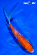 6" IPPHON HI KOHAKU BUTTERFLY