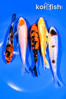 PACK OF (5) 5.25-6.25" STANDARD KOI