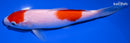 6.75" KOHAKU