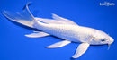 8" PLATINUM OGON BUTTERFLY