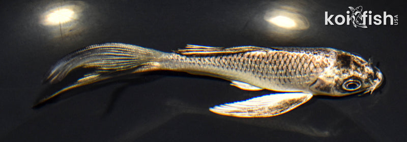 5.25" GINGA BUTTERFLY