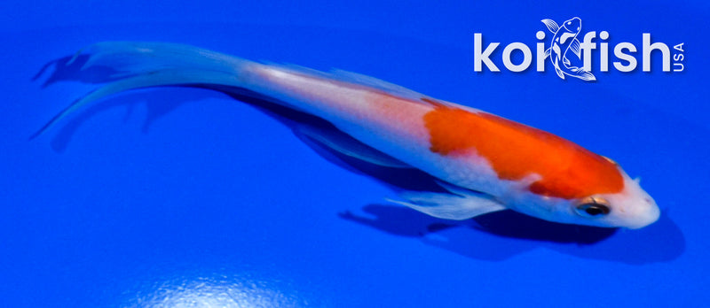4.5" KOHAKU BUTTERFLY