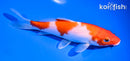 5" KOHAKU