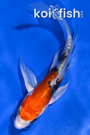 4.5" HEISEI NISHIKI BUTTERFLY