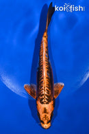 6.75" BENI KIKOKURYU