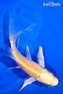 5" YAMABUKI OGON BUTTERFLY