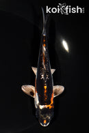 5.5" BENI KIKOKURYU