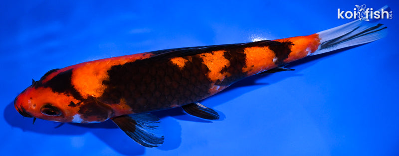 8.75" HI SHOWA