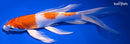 9.5" HARIWAKE BUTTERFLY