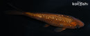 5.75" GINRIN CHAGOI