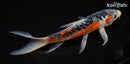9" HI SHUSUI BUTTERFLY