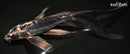 7.75" KIKOKURYU BUTTERFLY
