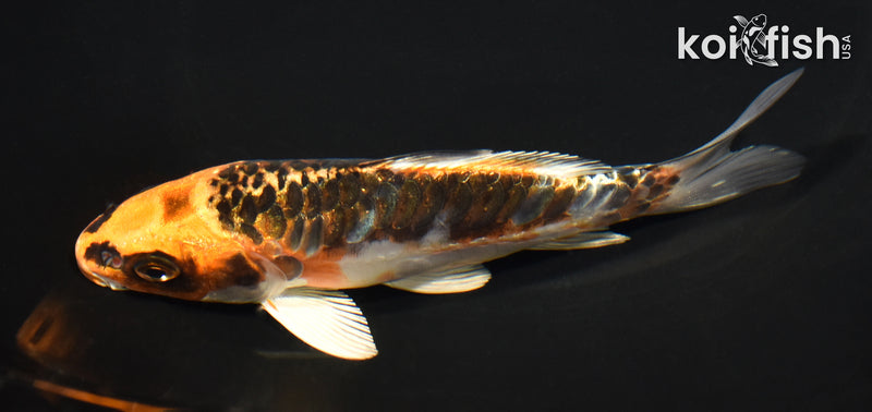 5.75" ARAGOKE BENI KIKOKURYU