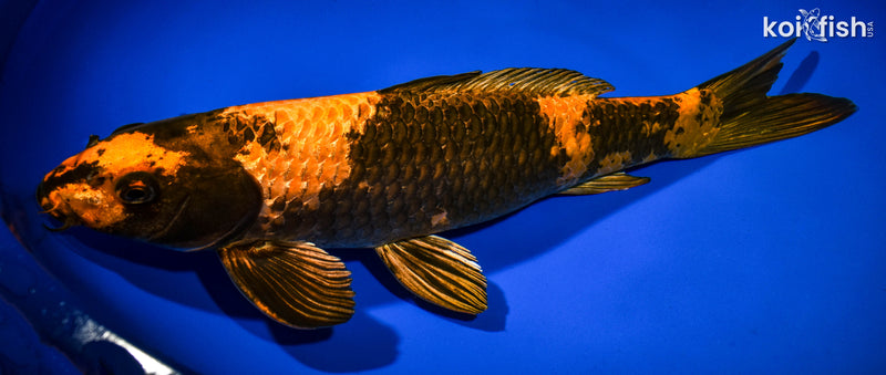 14.5" KIN HI UTSURI