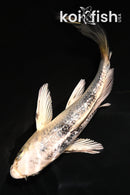5" GINRIN GIN SHIRO BEKKO BUTTERFLY