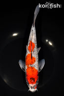 9.5" GOSHIKI