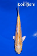 4.5" YAMABUKI OGON