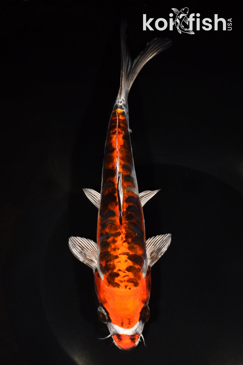 8" BENI KIKOKURYU