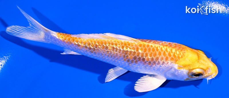 4.5" GINRIN HARIWAKE