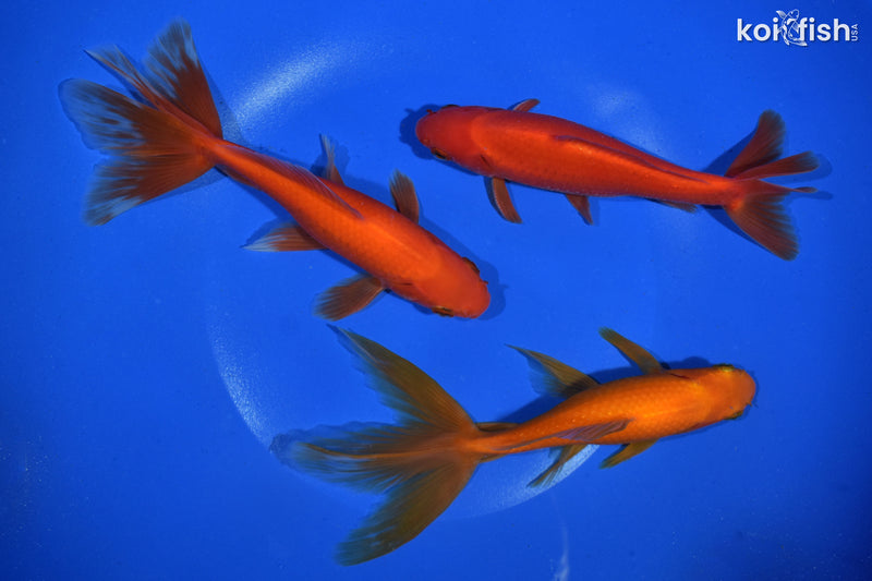 PACK OF (3) 5-6" WAKIN GOLDFISH