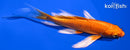 4.75" ORENJI OGON BUTTERFLY