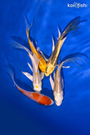 PACK OF (5) 3.75-4.5" BUTTERFLY KOI