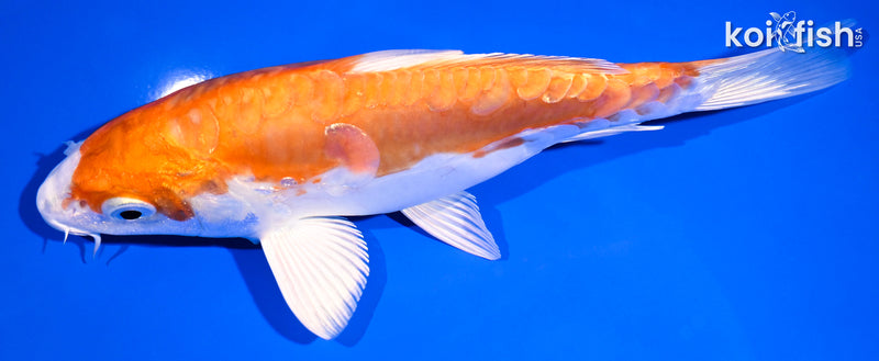 7.75" KIKUSUI