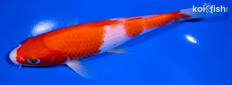 7" KOHAKU
