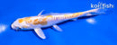 5" DOITSU LEMON HARIWAKE