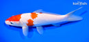 8" KOHAKU