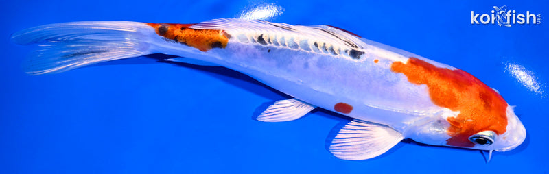 7.5" HEISEI NISHIKI