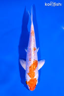 5.25" GINRIN HARIWAKE