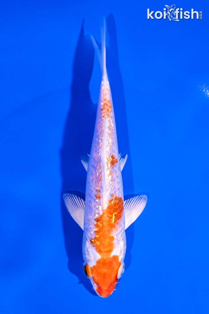 5.25" GINRIN HARIWAKE