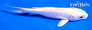 5" GINRIN PLATINUM OGON