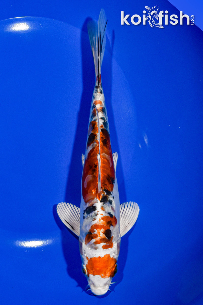 7.25" HEISEI NISHIKI