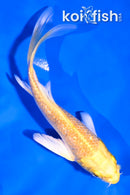 4" GINRIN YAMABUKI OGON BUTTERFLY