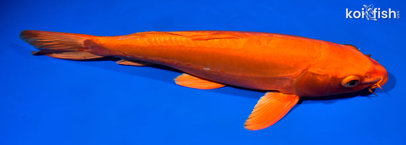 13.25" DOITSU ORENJI OGON