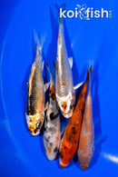 PACK OF (5) 3.75-4" STANDARD KOI