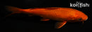5.5" CHAGOI