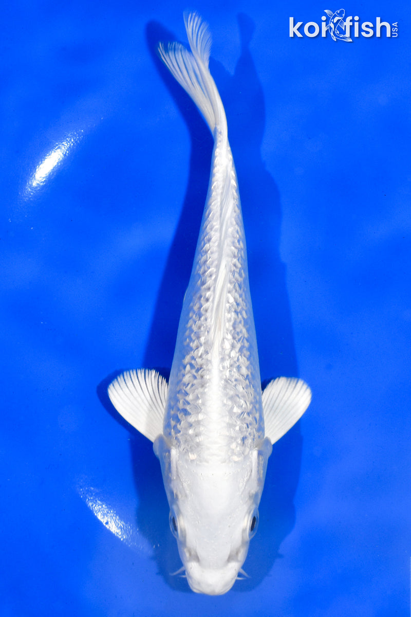 6.5" GINRIN PLATIUNUM OGON