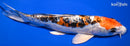 8.75" HEISEI NISHIKI