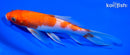 7" KOHAKU BUTTERFLY